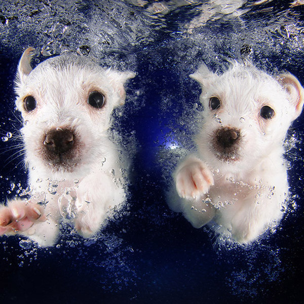 PERRITOS4